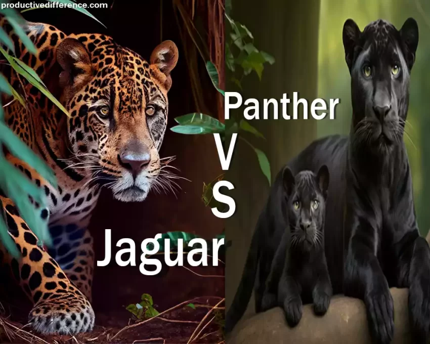 Jaguar and Panther