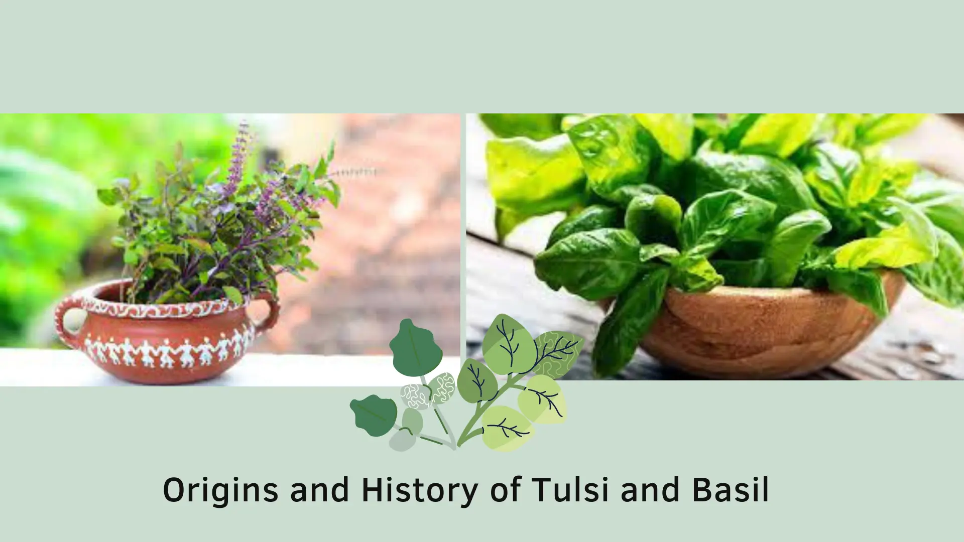 Origins-and-History-of-Tulsi-and-Basil.