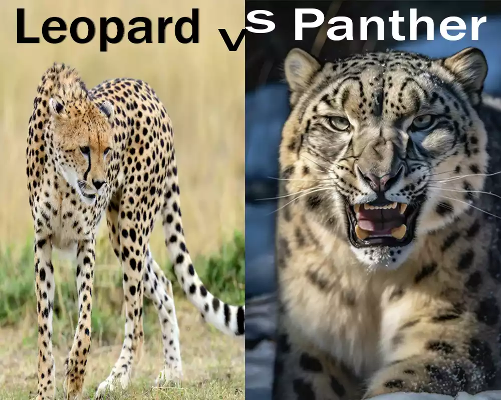 Panther and Leopard