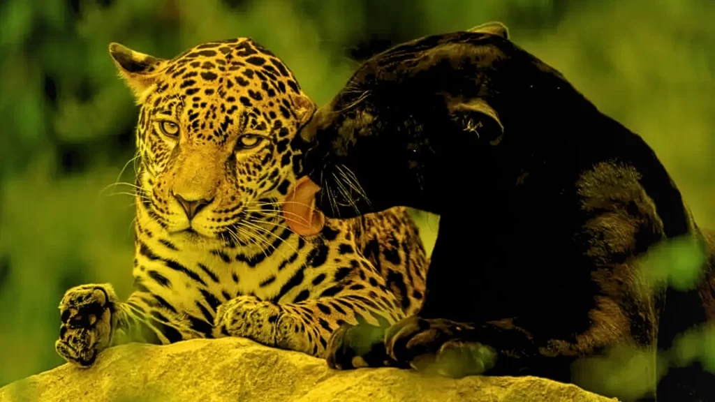 Panthers-and-leopards