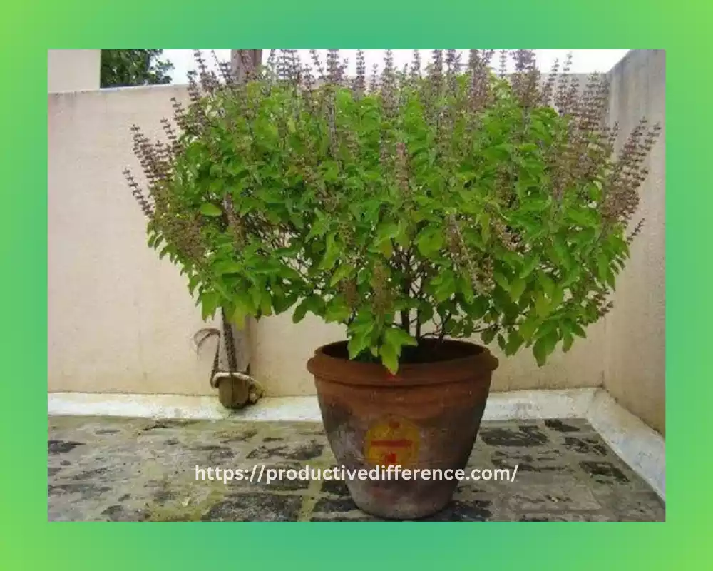 Tulsi - What is it exactly