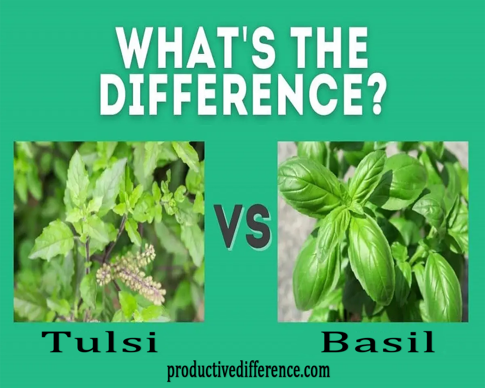 Tulsi and Basil