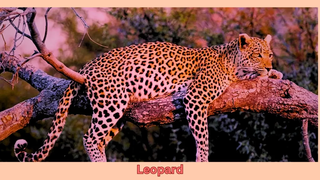 leopard