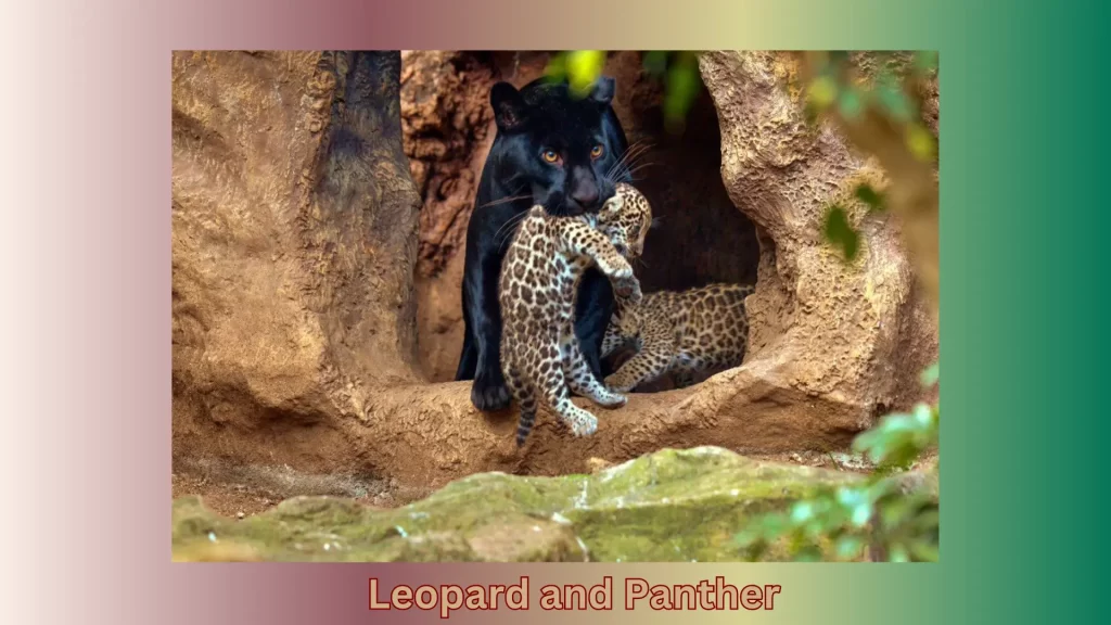 leopard-and-panther-difference