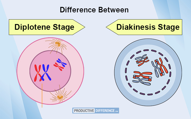 Diplotene and Diakinesis Stage