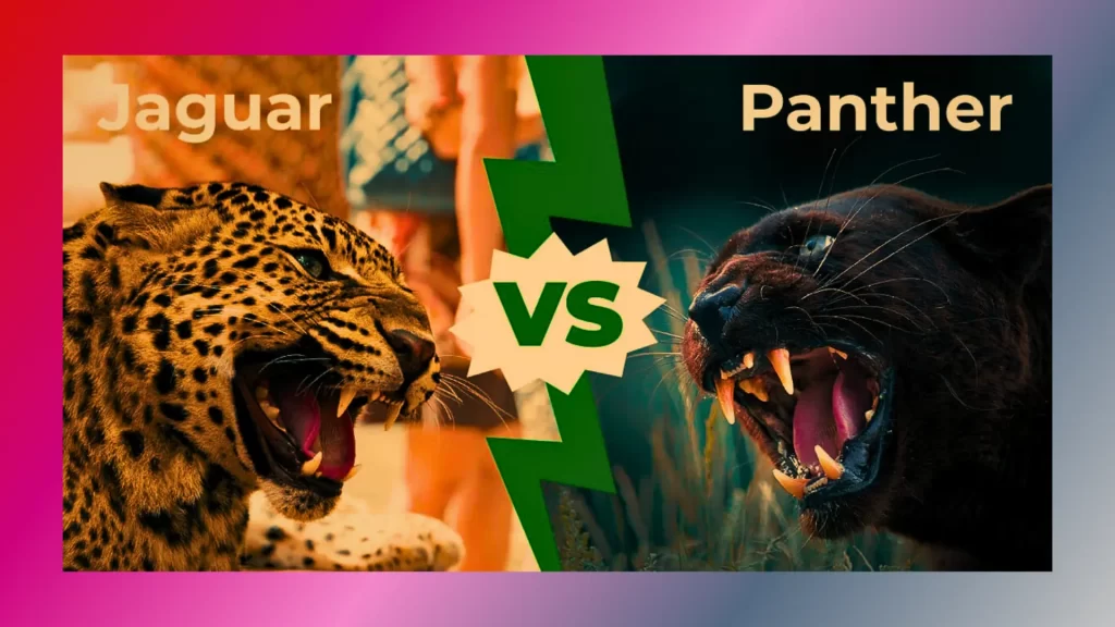 Jaguar-vs-panther