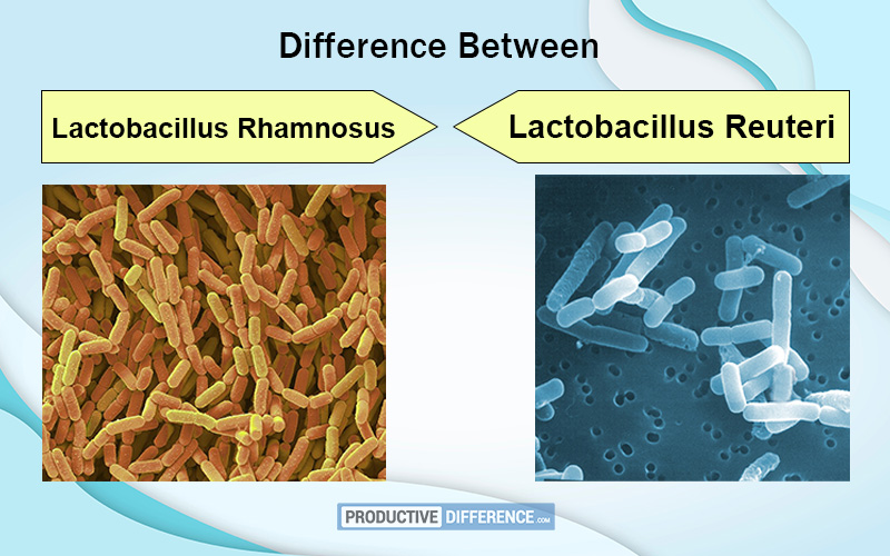 Lactobacillus Rhamnosus and Lactobacillus Reuteri
