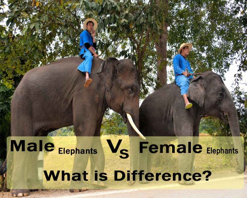 Male and Female Elephants