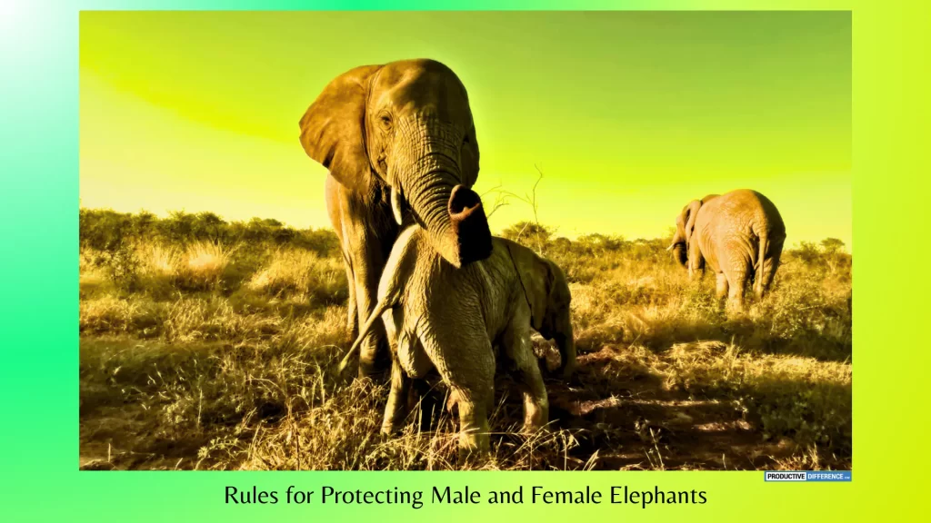 Rules-for-Protecting-Male-and-Female-Elephants