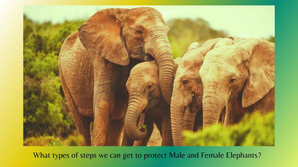 What-types-of-steps-we-can-get-to-protect-Male-and-Female-Elephants