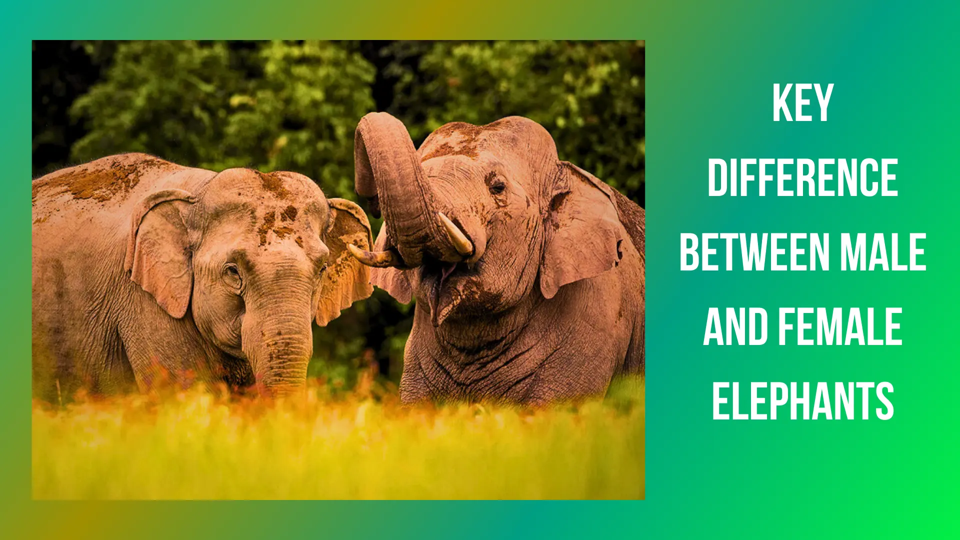 key-difference-between-Male-and-Female-Elephants