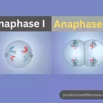 Anaphase I and Anaphase II