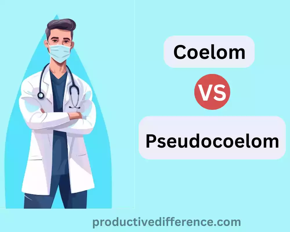 Coelom and Pseudocoelom