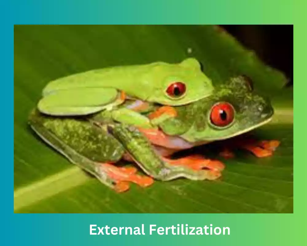 Fertilization