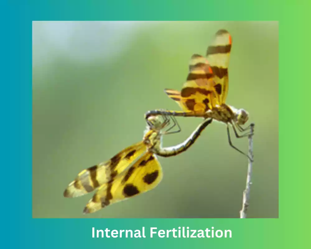 Internal Fertilization