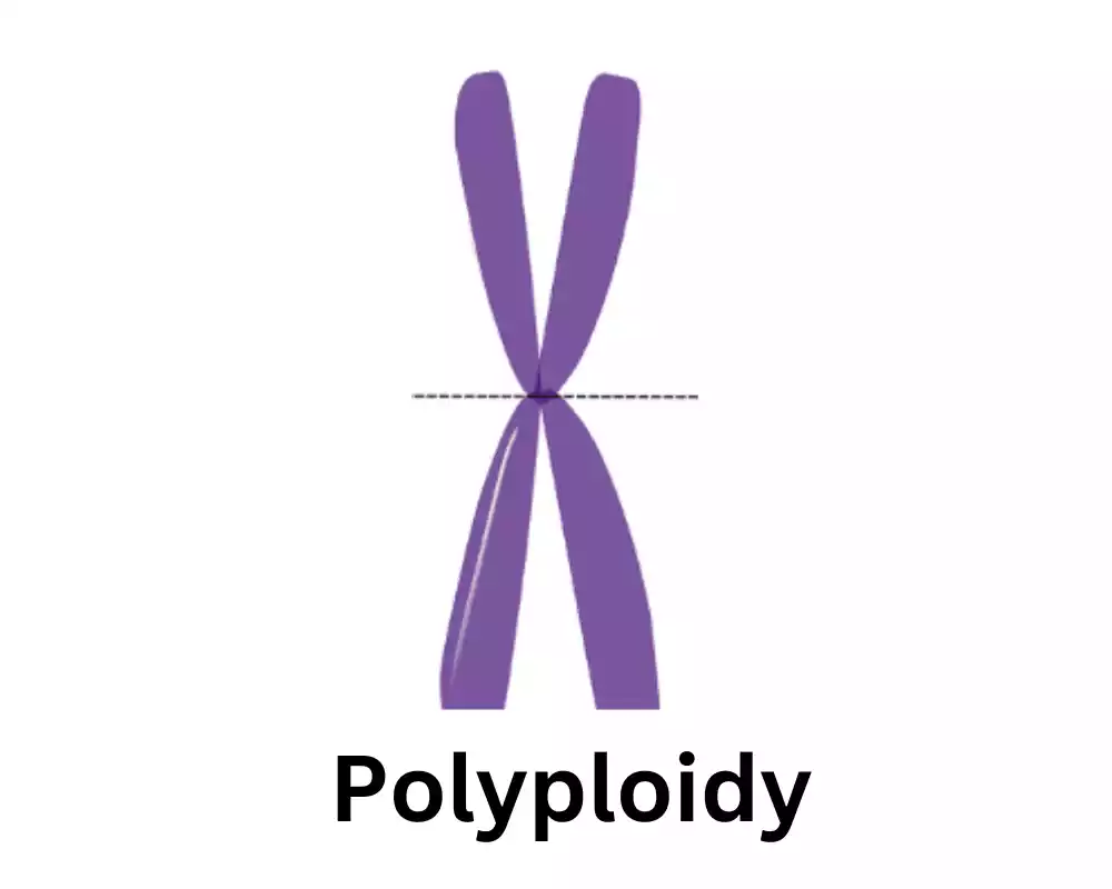 Polyploidy