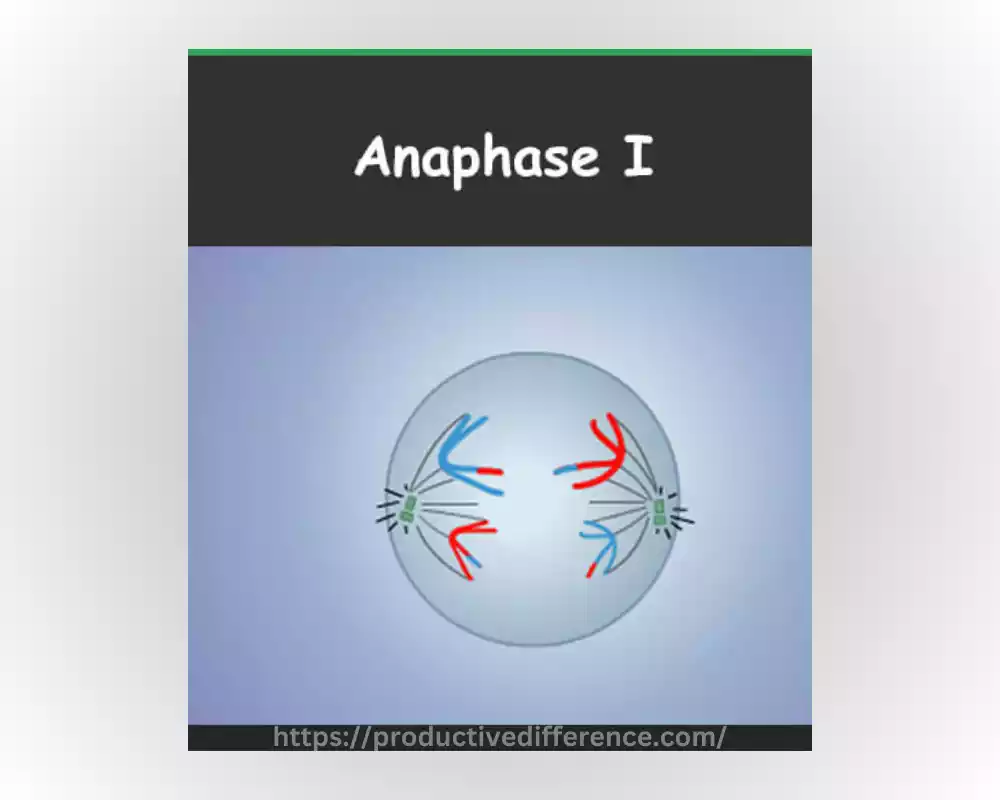 What is Anaphase I