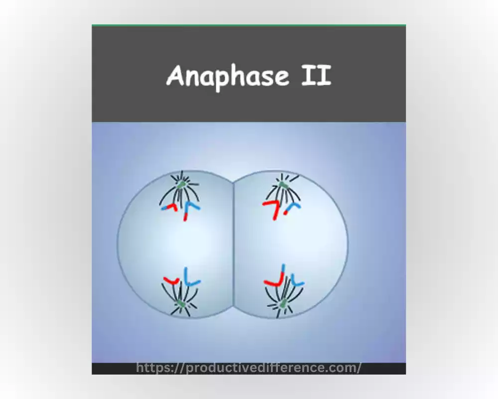 What is Anaphase II