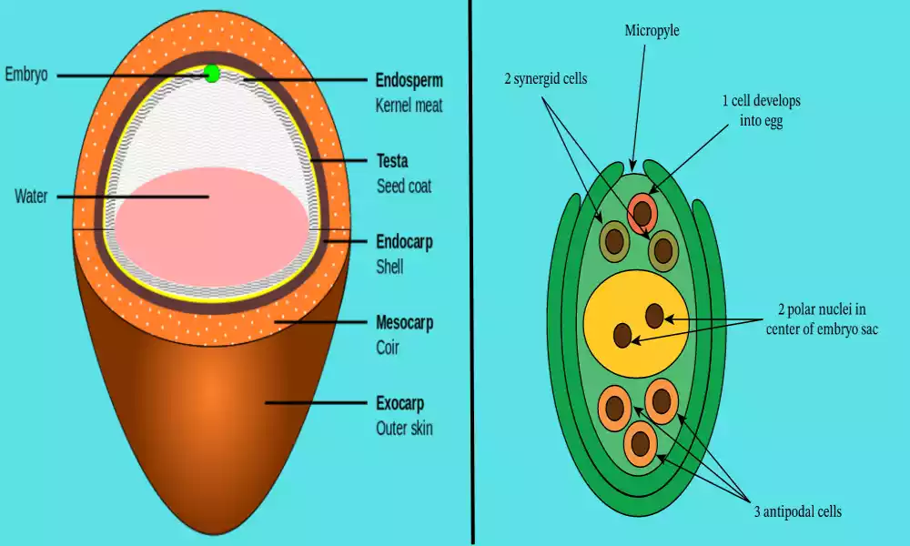 What is the Difference Between Embryo Sac and Endosperm - Productive ...