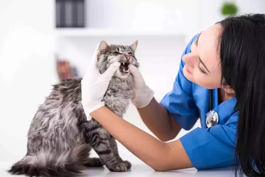 Care and Maintenance for Maine Coon Cats