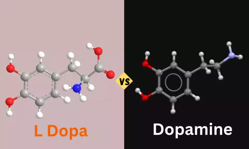 L Dopa and Dopamine
