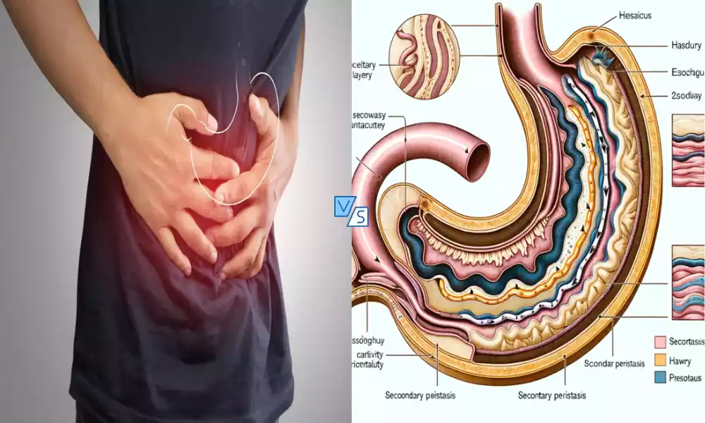 Primary and Secondary Peristalsis