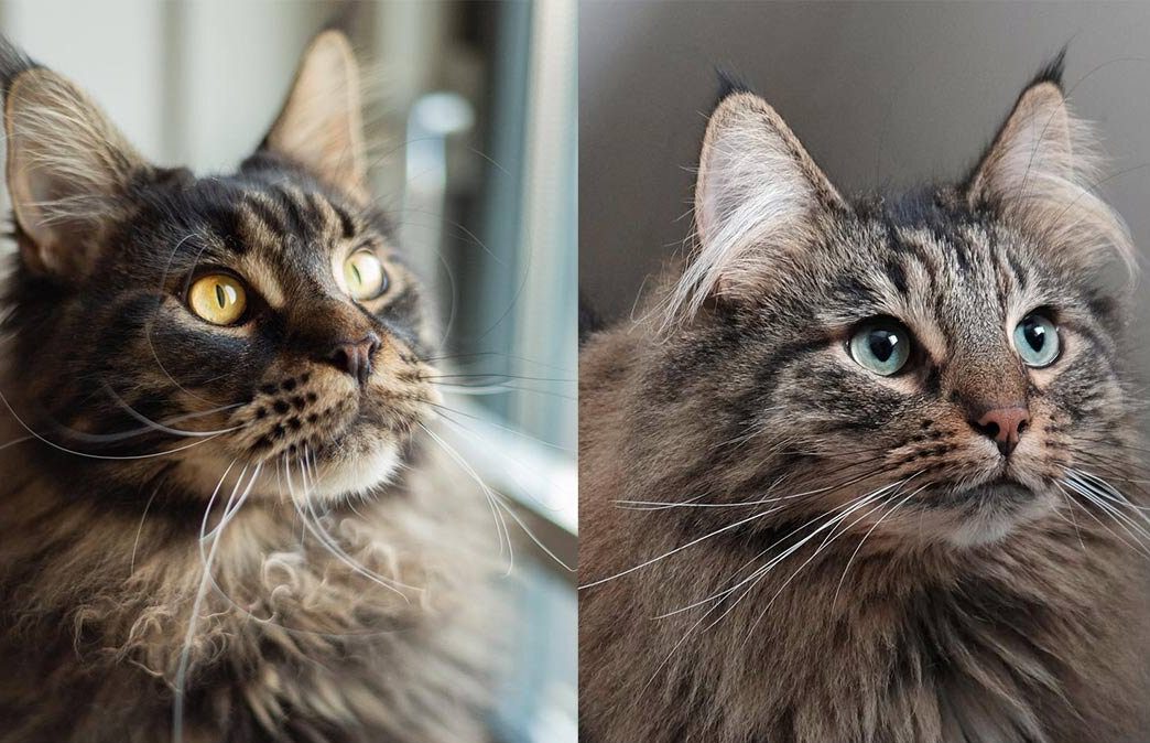 Similarities between Maine Coon and Norwegian Forest Cat