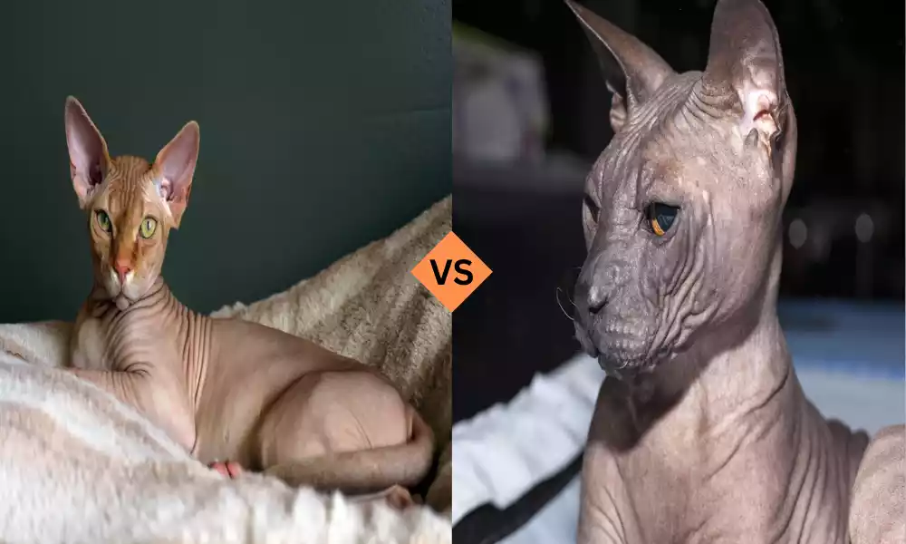 Sphynx and Donskoy