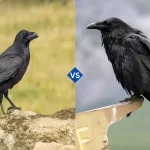 Crow and Raven