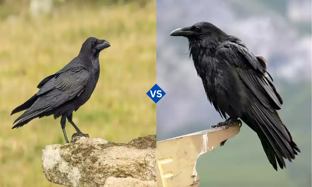 Crow and Raven