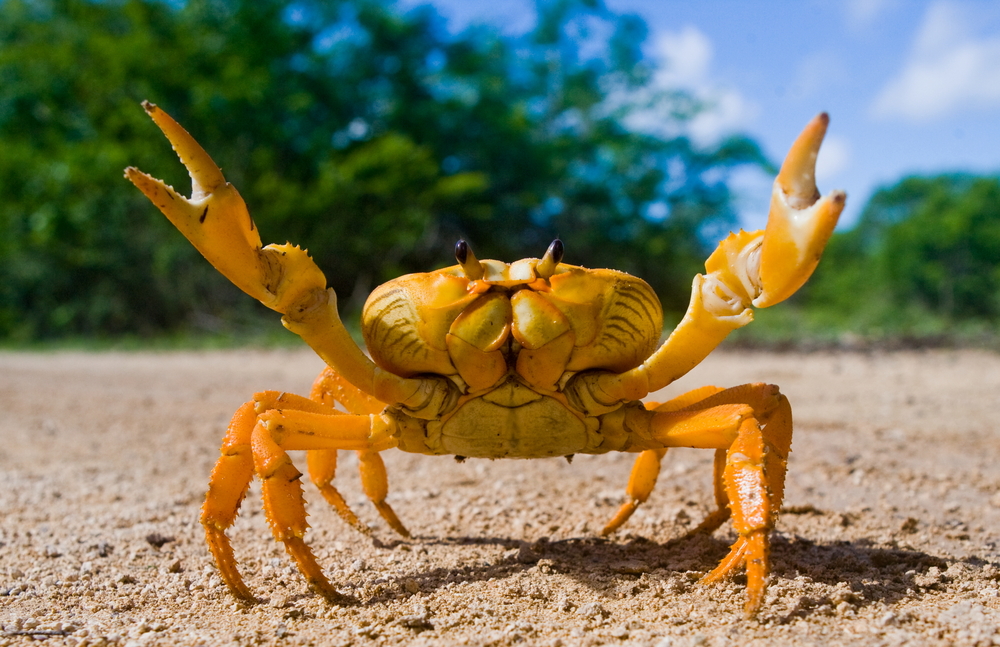 Fun Facts about Crabs