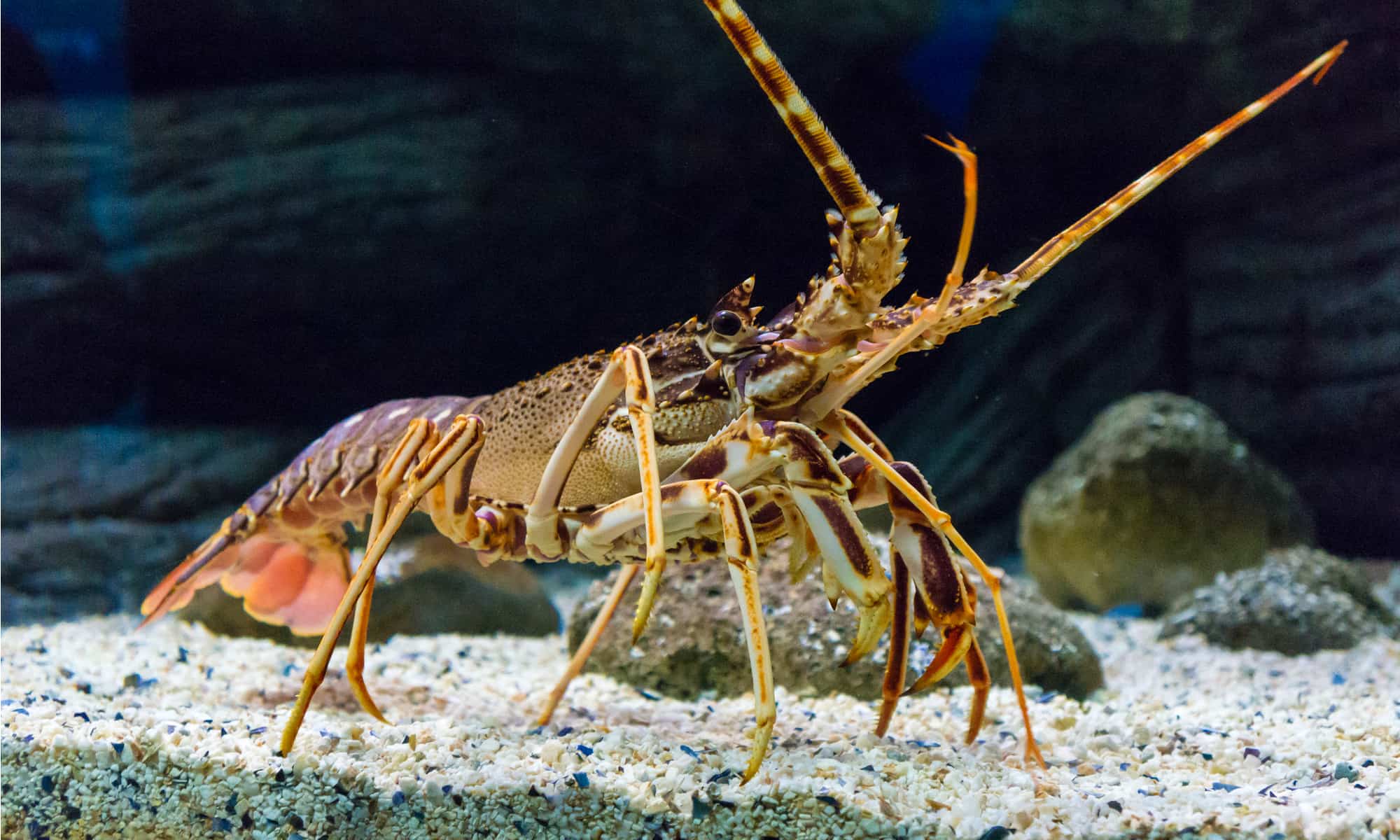 Fun Facts about Lobsters