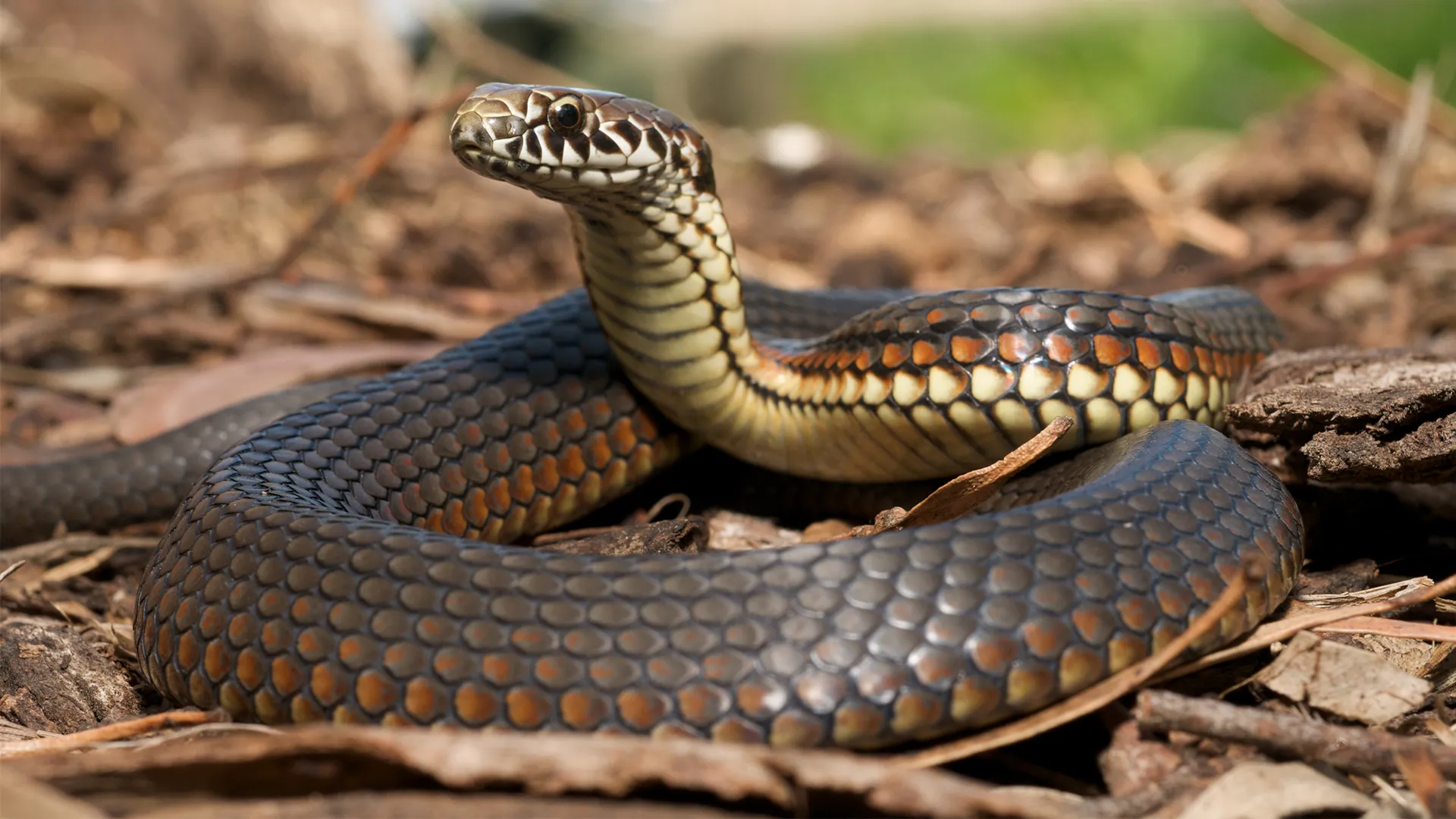 Impact of Snakes on Local Ecosystems