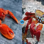 Lobster vs crab