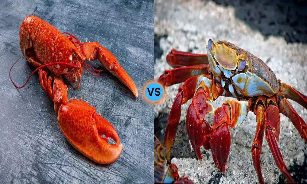 Lobster vs crab