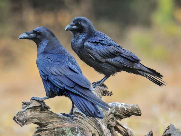 Similarities between Crow and Raven