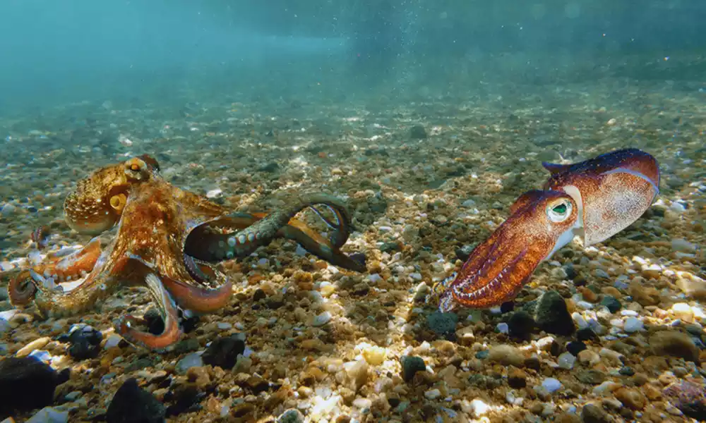 Squid vs Octopus