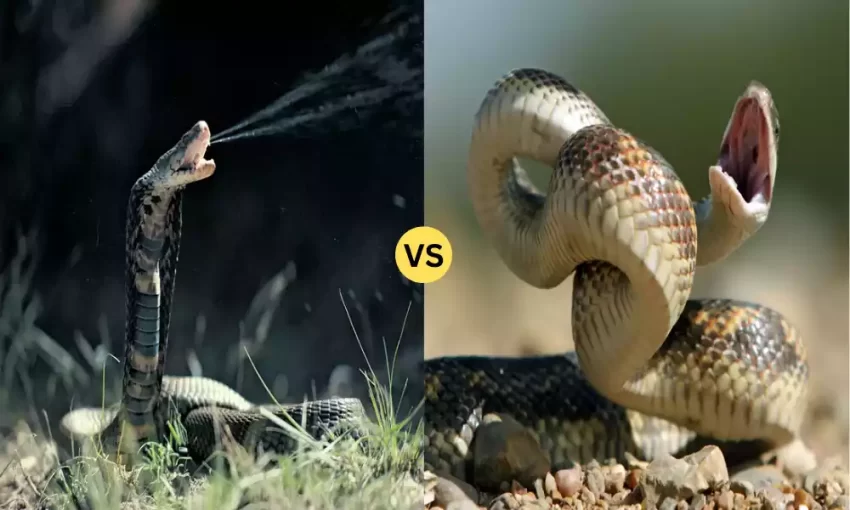 Venomous and Nonvenomous Snakes