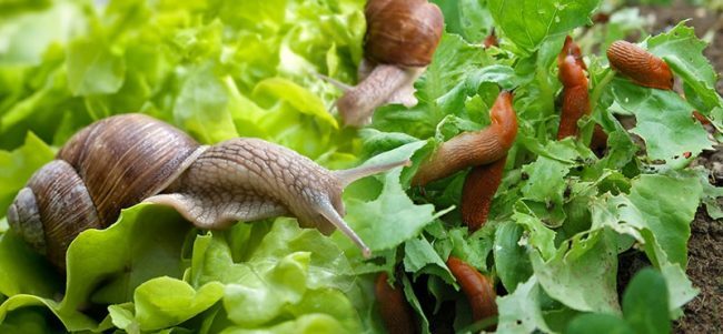 Similarities between Slug and Snail