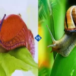 Slug vs Snail
