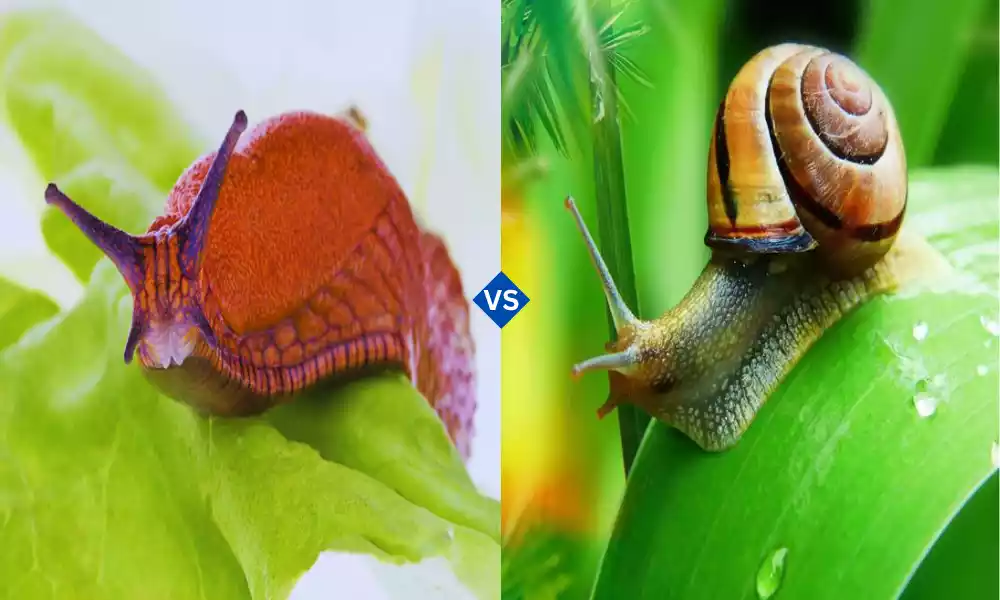 Slug vs Snail